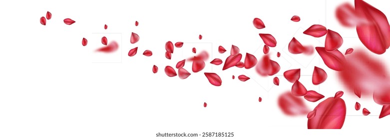 Rose petals flying on white background. Vector realistic illustration of pink and red flowers floating in wind, spring plant blossom pattern for romantic greeting card or elegant spa banner decoration