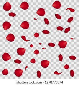 Rose petals on transparent background Vector
