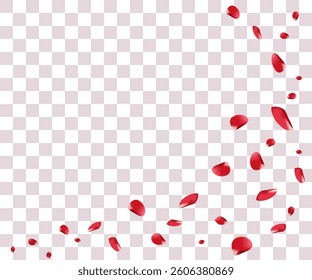  Rose petals on a transparent background. Realistic flowers. Botanical illustration. Vector plants for decoration of designs.