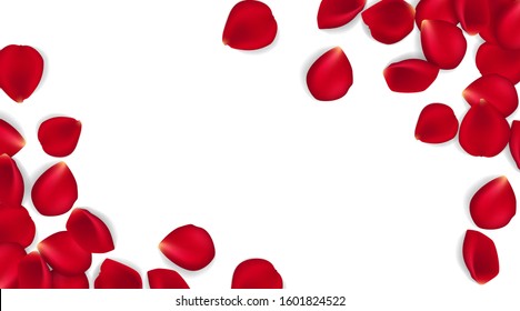 Rose petals on white ground. Vector illustration red rose petals background. Can be used Valentines day, mothers day and different holidays