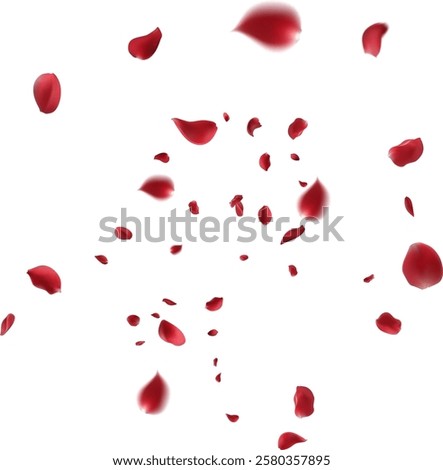 Rose petals or sakura flying background isolated on white backdrop, explosion, burst at the center. Festive illustration in flat modern simple style.
