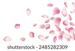 Rose petals or sakura flying petals, romantic background with realistic pink cherry flower petals flow or falling motion. Love, romance, floral spring season,cherry blossom