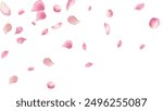 Rose petals or sakura flying petals, romantic background with realistic pink cherry flower petals flow or falling motion. Love, romance, floral spring season,cherry blossom