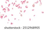 Rose petals or sakura flying petals, romantic background with realistic pink cherry flower petals flow or falling motion. Love, romance, floral spring season,cherry blossom