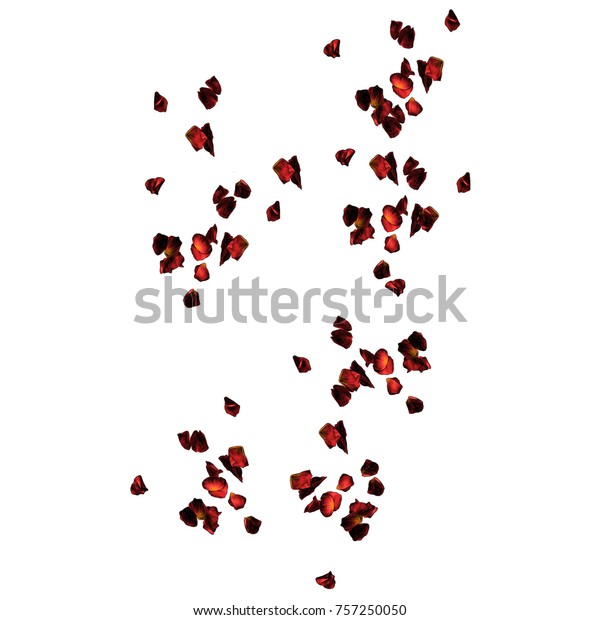 Rose Petals Scattered Colored Drawing Vector Stock Vector Royalty Free