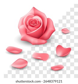 Rose Petals Vector Illustration Falling Pink Floral Realistic Flower Isolated Transparent Background.