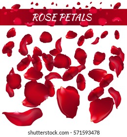 Rose Petals. Vector Illustration. Red.