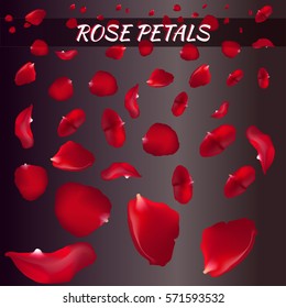 Rose Petals. Vector Illustration. Red.