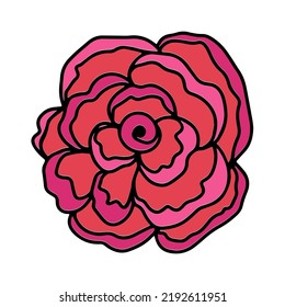 Rose pink coloring flower head. Floral botanical flower. Hand drawn ink art. Isolated rose illustration element isolated on white.