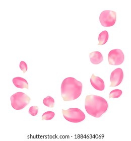 Rose pink petals on white background. Rose petals vector illustration. Realistic illustration on soft colorful backdrop. Holiday vector illustration. Romantic background.