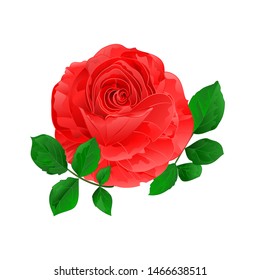 Rose  pink simple stem with leaves  vintage on a white background vintage vector illustration  hand draw
editable
