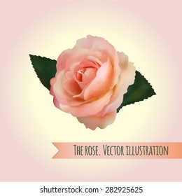 The rose of pink. Vector illustration.