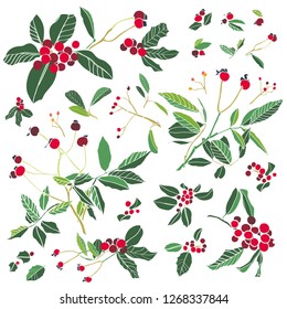 Rose plant and holly. Winter berry Christmas kit. Illustartion. Surface pattern design.