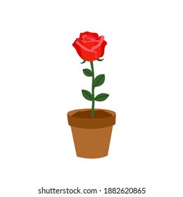 Rose plant in a pot in flat design on white background. Idea for Valentine’s Day card, poster, banner.