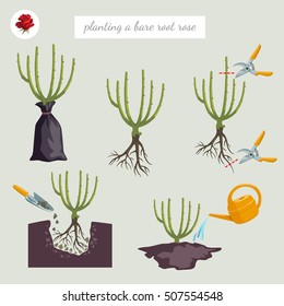 Rose planting. Vector illustration Bare-root roses planting process Step by step