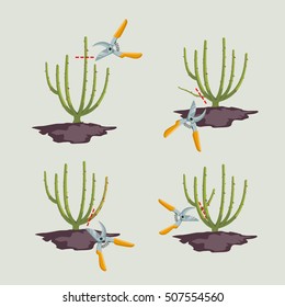 Rose pruning rules. Vector illustration