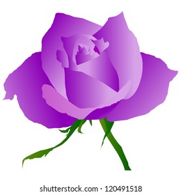 Rose purple