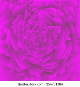 Rose purple