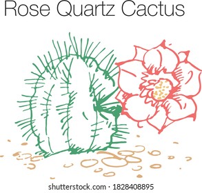 Rose quartz cactus hand drawn vector illustration. Linear engraved art