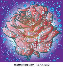 rose with raindrops