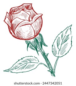 Rose red, bud,flower,beauty, delicate,romance, gift, love, petals, single, hand drawn,sketch,vector,isolated on white 