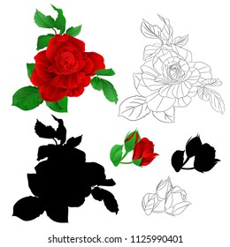 Rose red with buds and leaves natural and outline and silhouette vintage  Festive background vector illustration editable hand draw