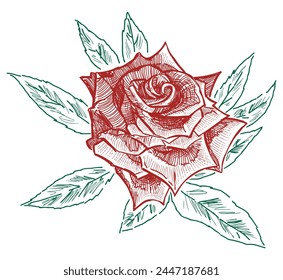 Rosa roja, cabeza de flor, bello, delicado, romance, regalo, amor, pétalos, solo, dibujado a mano, boceto, Vector, aislado en blanco 