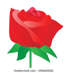 Rose red on white background