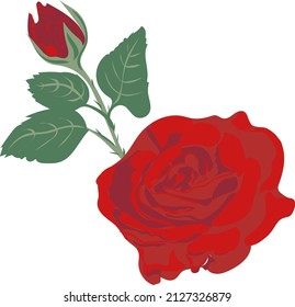 rojo rosa sobre fondo blanco
