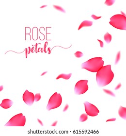 Rose red petals falling on a white background
