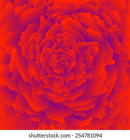 Rose red purple