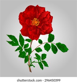 Rose red  stem with leaves and blossoms vector illustration