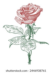 Rosa roja, flor, belleza, delicado, romance, regalo, amor, pétalos, solo, dibujado a mano, boceto, Vector, aislado en blanco 