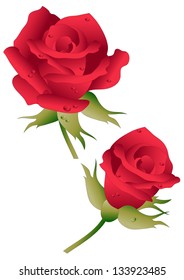 Rose and Rosebud on White Background