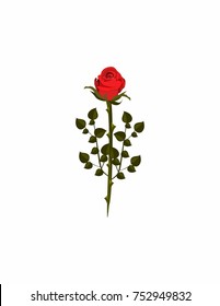 Rose of scarlet on white background