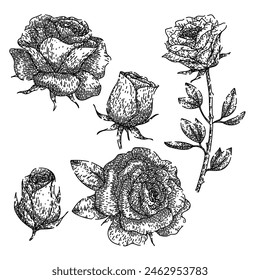 rose set hand drawn. garden beauty, love romantic, symbol delicate rose vector sketch. isolated black illustration
