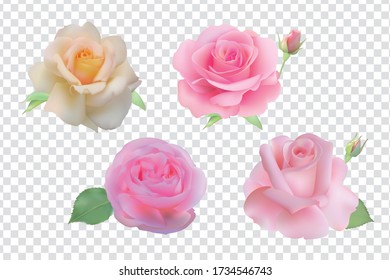 Rose set isolated on transparent background