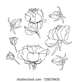 Rose set. Liner vector illustration on white background