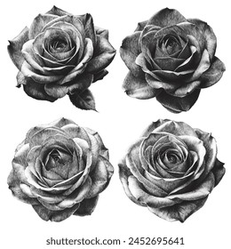 Rose set. Old engraved rose, rose vector, vintage engraved illustration, rose graphic art on a white background.