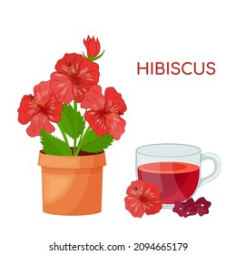 Rose of sharon. Flowering plant in the mallow family. A tea made from hibiscus flowers. Editabel vector illustration in bright colors isolated on a white background