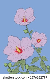 Rose of Sharon. Mugunghwa, the national flower of South Korea.