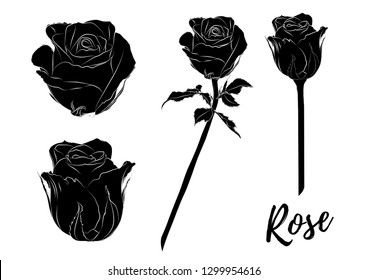 rose  silhouette isolated on white background.