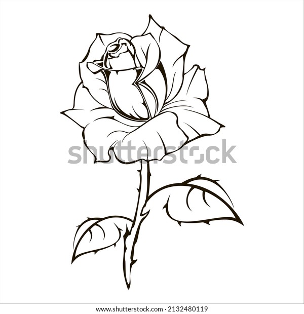 Rose line drawing - Stock Illustration [57285834] - PIXTA