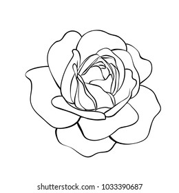 Rose Sketch Black Outline On White Stock Vector (Royalty Free ...