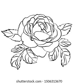 Silhouette Rose Isolated On White Background Stock Vector (Royalty Free ...