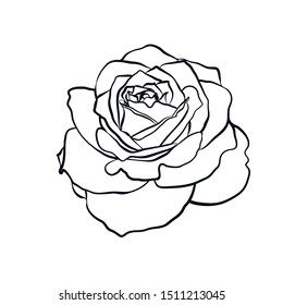 Rose Sketch Black Outline On White Stock Vector (Royalty Free ...