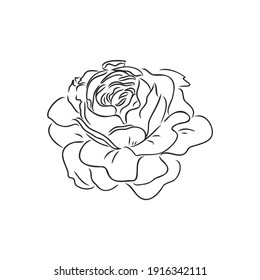 Rose Sketch. Black Outline On White Background. Vector Illustration.