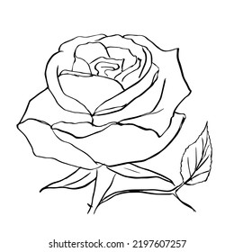 Rose sketch. Black outline on white background. Vector illustration. Isolated rosebud, element design of postcards and invitations.