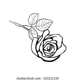 Rose Sketch Black Outline On White Stock Vector (Royalty Free ...