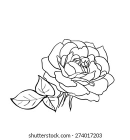 Rose Sketch Black Outline On White Stock Vector (Royalty Free ...